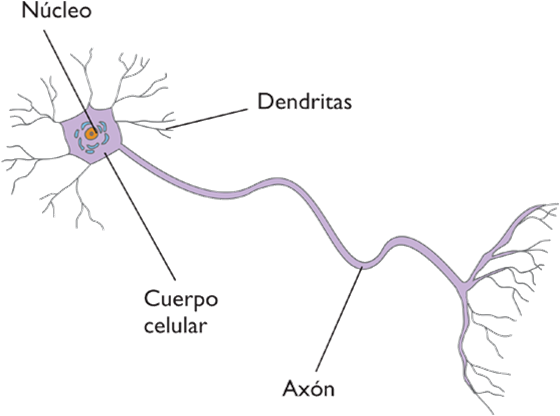 Las neuronas | C. DEL MEDIO 6º PRIMARIA