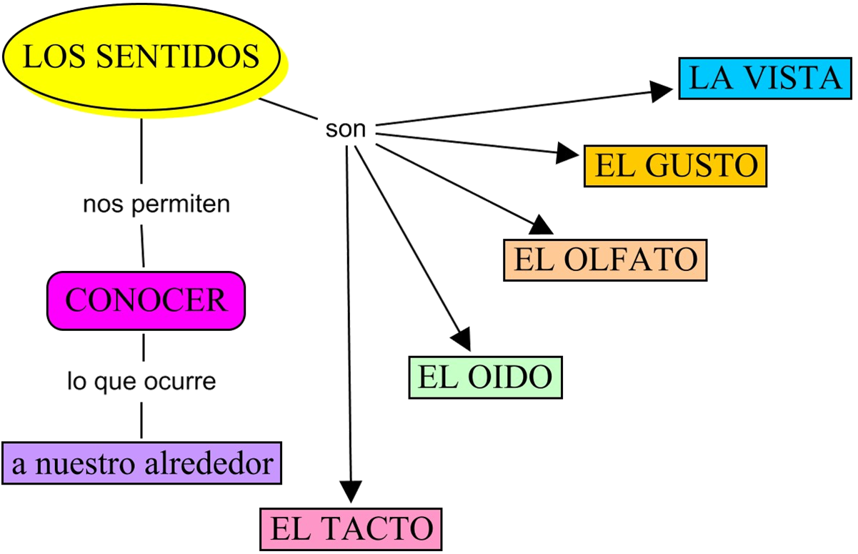Image result for esquema de los Ã³rganos de los sentidos